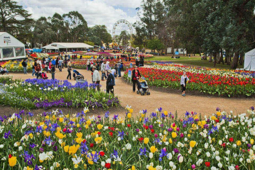 Đến Úc thưởng ngoạn lễ hội hoa Floriade, ngắm mùa hoa phượng tím