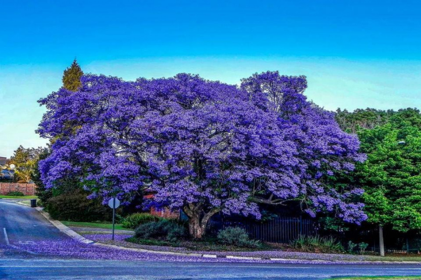 Đến Úc thưởng ngoạn lễ hội hoa Floriade, ngắm mùa hoa phượng tím