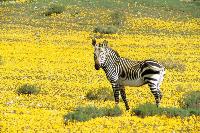 Hành trình khám phá Nam Phi, mùa xuân trên lục địa đen