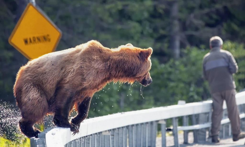 Nơi gấu tấn công người và những điểm check in nguy hiểm