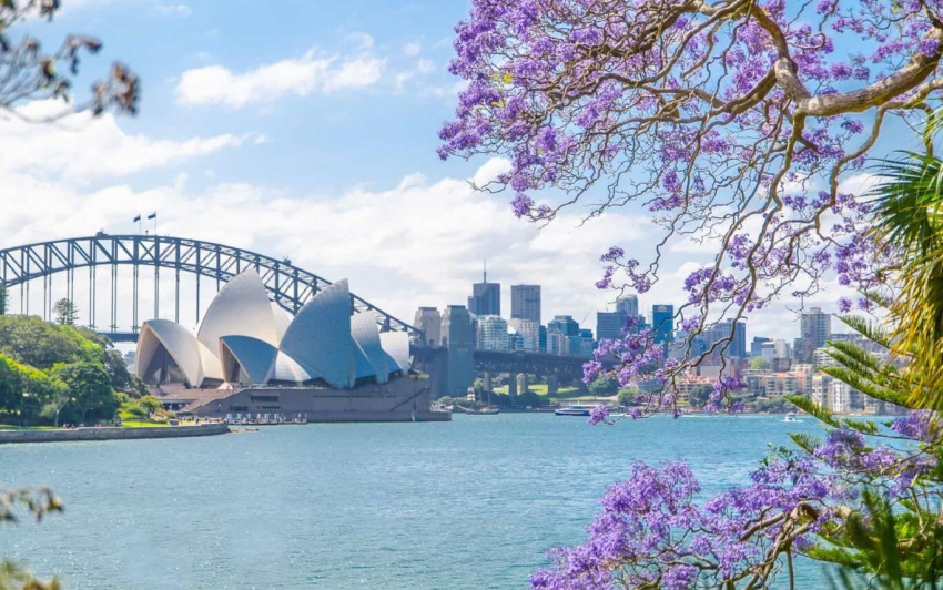 Lãng mạn sắc hoa phượng tím nở rực chân trời nước Úc