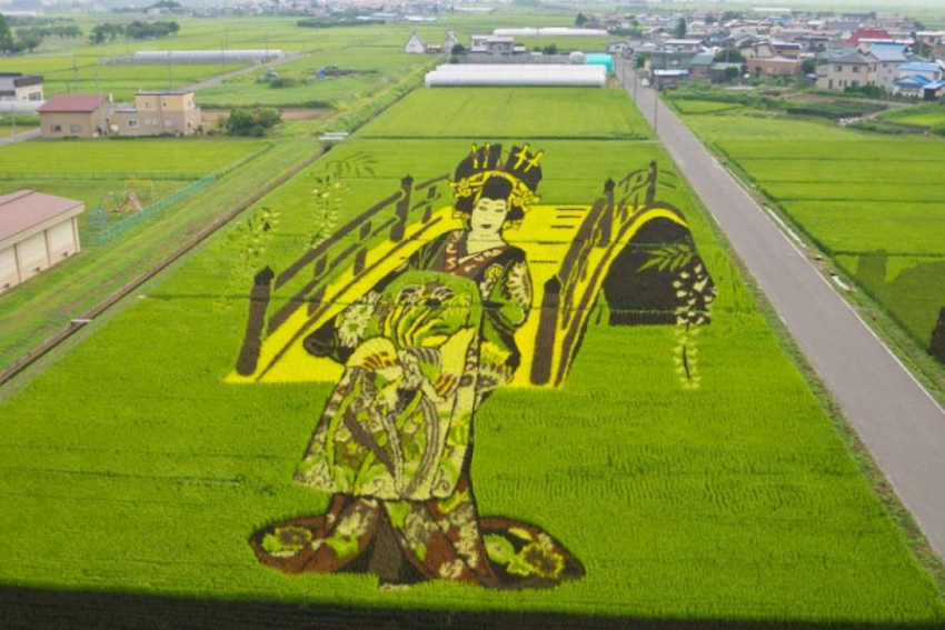 Những tác phẩm nghệ thuật trên cánh đồng lúa ở Nhật Bản