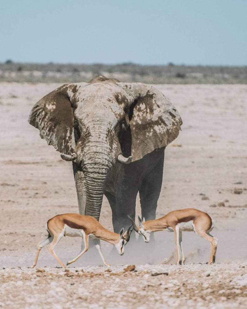 Lạc bước tại Namibia, tiếng gọi nơi thiên nhiên hoang dã
