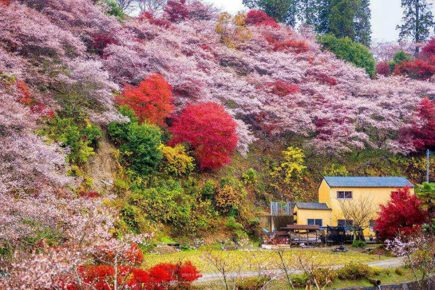 Đến Nhật Bản, ngắm hoa anh đào giữa trời thu
