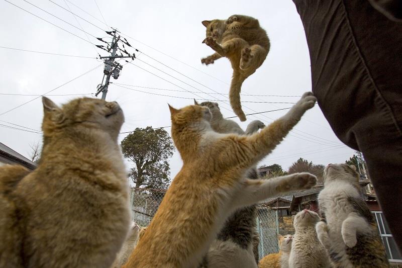 Nhật Bản, vương quốc của những chú mèo