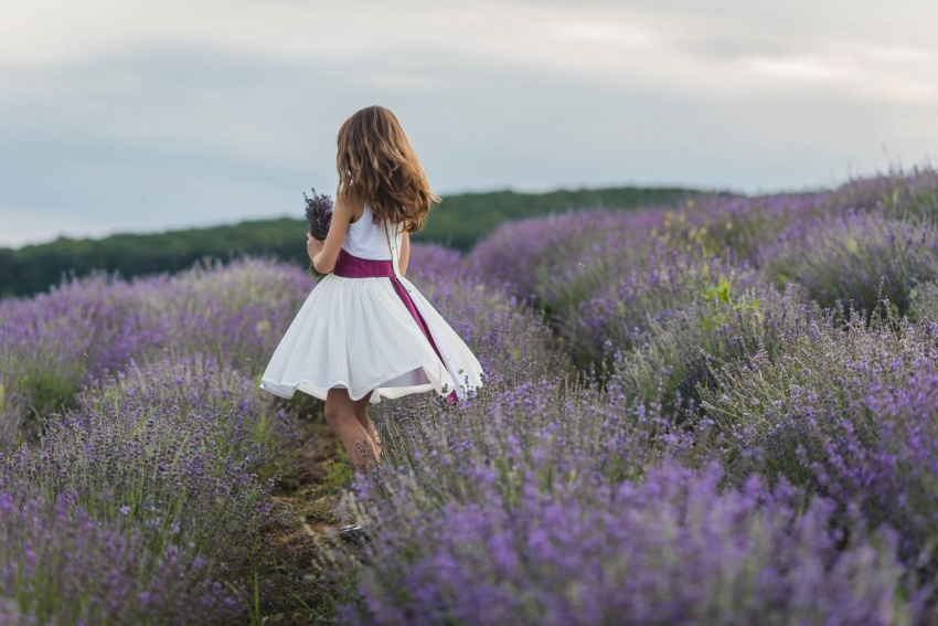 Lạc bước giữa cánh đồng hoa oải hương ở Provence