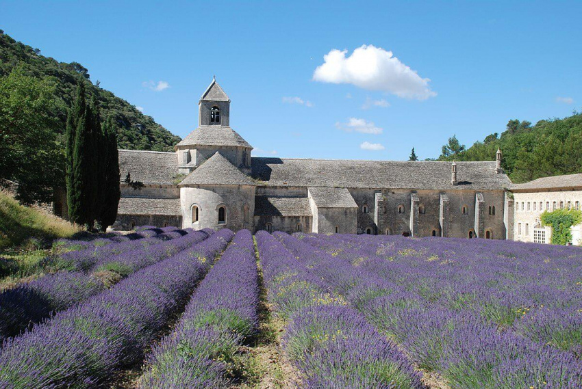 Lạc bước giữa cánh đồng hoa oải hương ở Provence