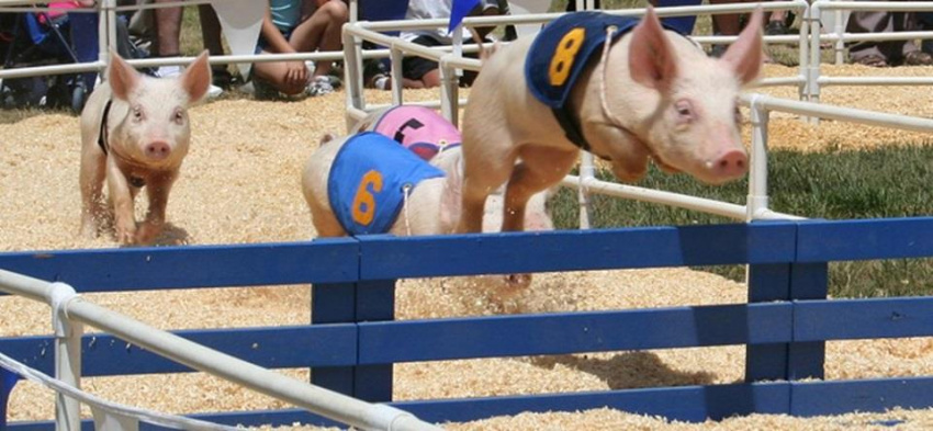 Độc đáo lễ hội lợn ở miền quê nước Pháp