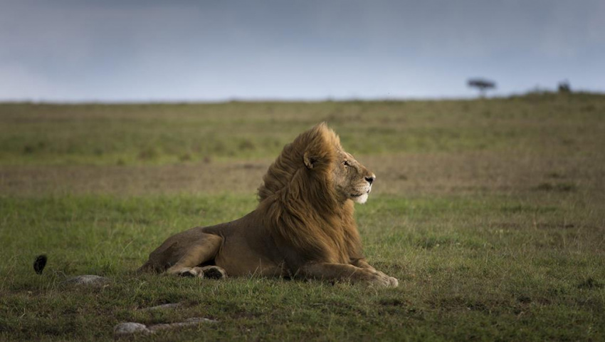Ngắm thế giới hoang dã ở Tanzania
