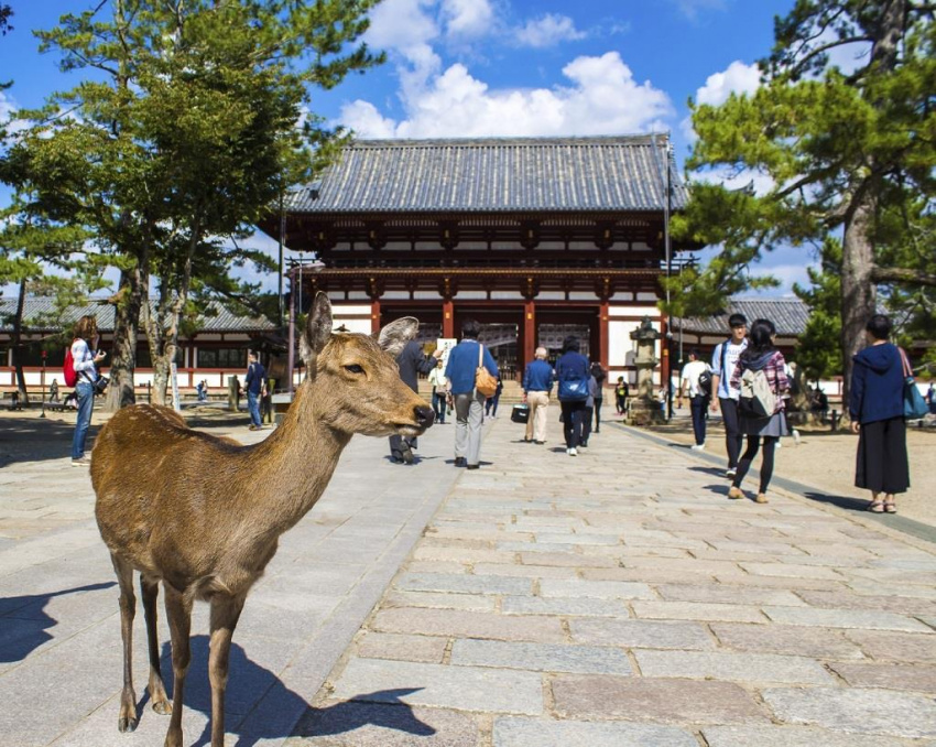 Ghé thăm loài nai thần tại Nara