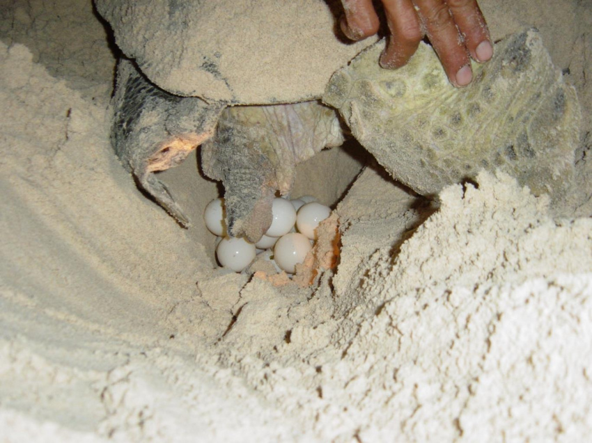 Đến thăm Côn Đảo, mùa rùa đẻ trứng
