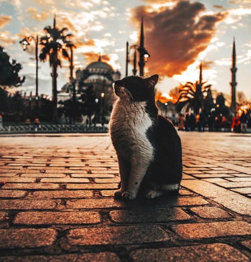 Istanbul, nơi mà những con mèo là bá chủ