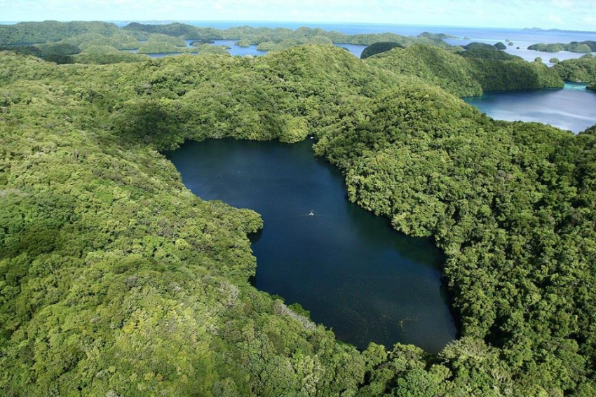 Bơi cùng hàng triệu con sứa quý hiếm ở Palau