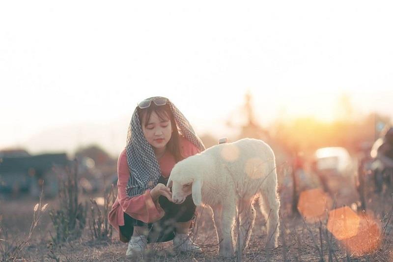 Đồng cừu vàng trong làng sống ảo ở Ninh Thuận