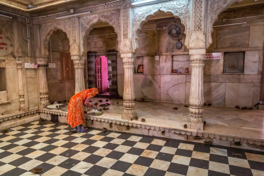 Karni Mata, ngôi đền thờ chuột kỳ lạ ở Ấn Độ