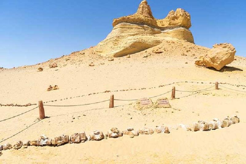 Thung lũng cá voi, di sản thiên nhiên thế giới tại Ai Cập