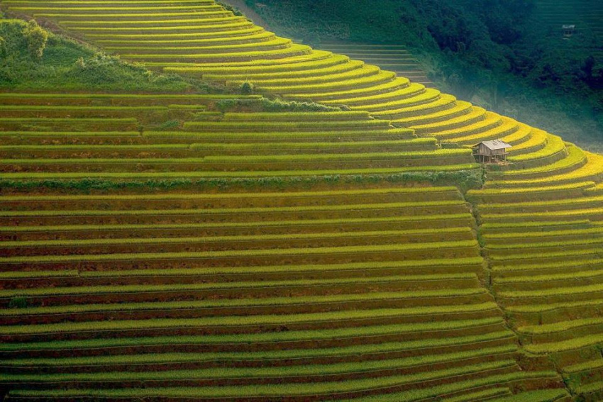 Mùa vàng lộng lẫy trên những thửa ruộng bậc thang Hoàng Su Phì