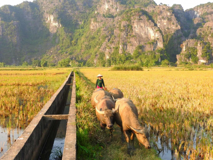 Du lịch Ninh Bình, ngắm lúa chín trên dòng sông Ngô Đồng