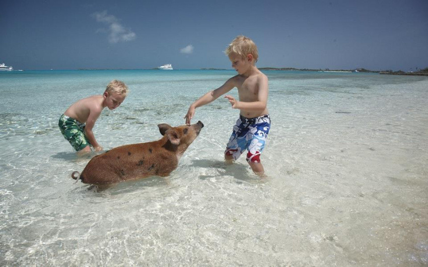 Đến Bahamas bơi lội cùng những chú heo xinh
