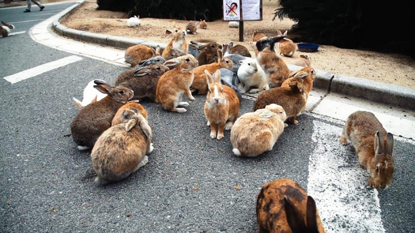 Đảo thỏ Nhật Bản, thiên đường của sự đáng yêu