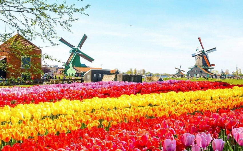 5 lễ hội hấp dẫn tại Hà Lan