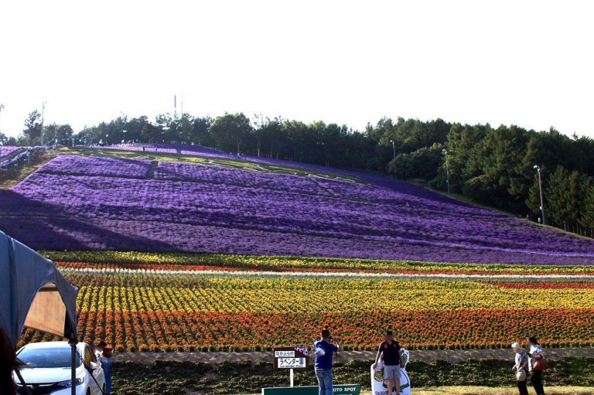 Các trang trại hoa oải hương nổi tiếng ở Hokkaido, Nhật Bản