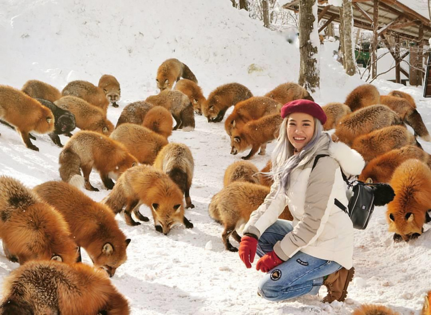 Đến Nhật Bản, ngắm những chú cáo tuyết xinh xắn ở làng Zao Kitsune