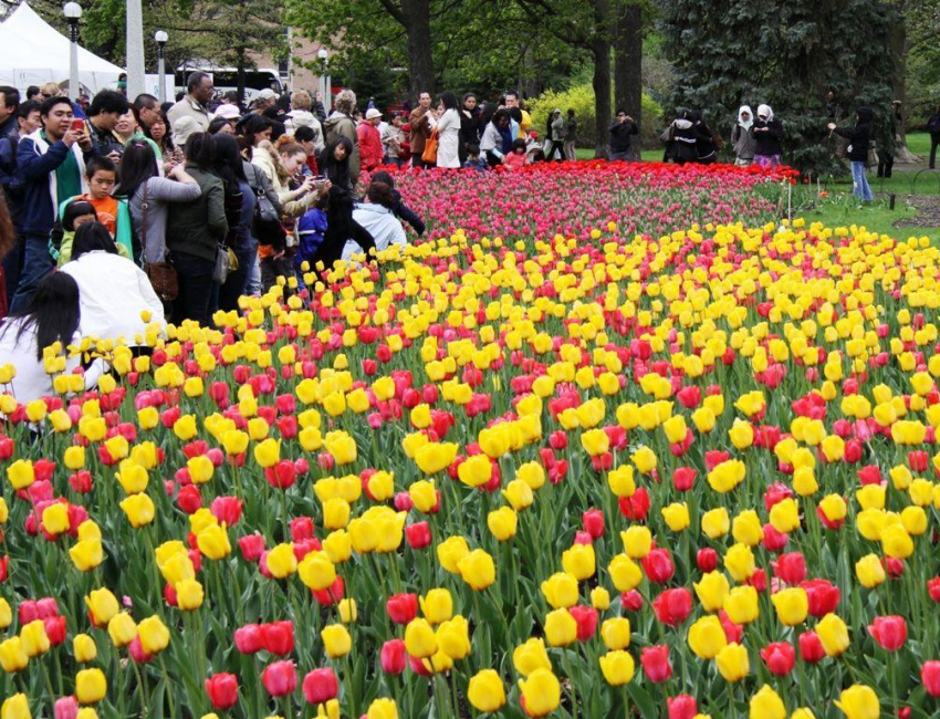 Đến Canada thưởng lãm lễ hội hoa Tulip lớn nhất thế giới ở Ottawa
