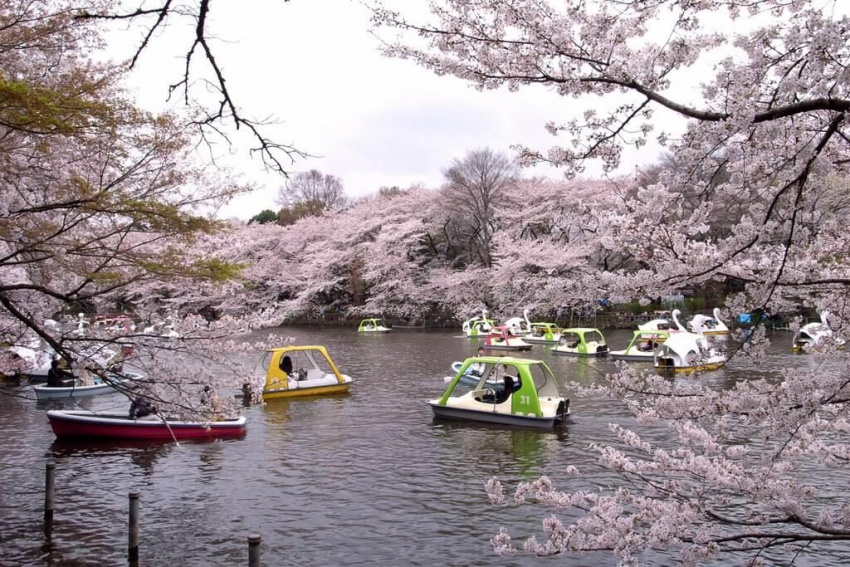 5 địa điểm đẹp như tranh vẽ ở Tokyo mùa hoa anh đào