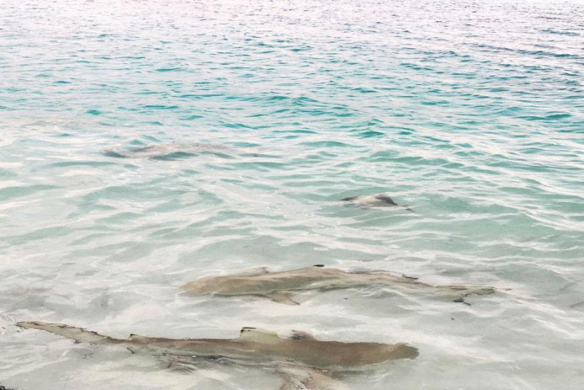 Đến Maldives để trải nghiệm vui đùa cùng cá mập đầy thú vị