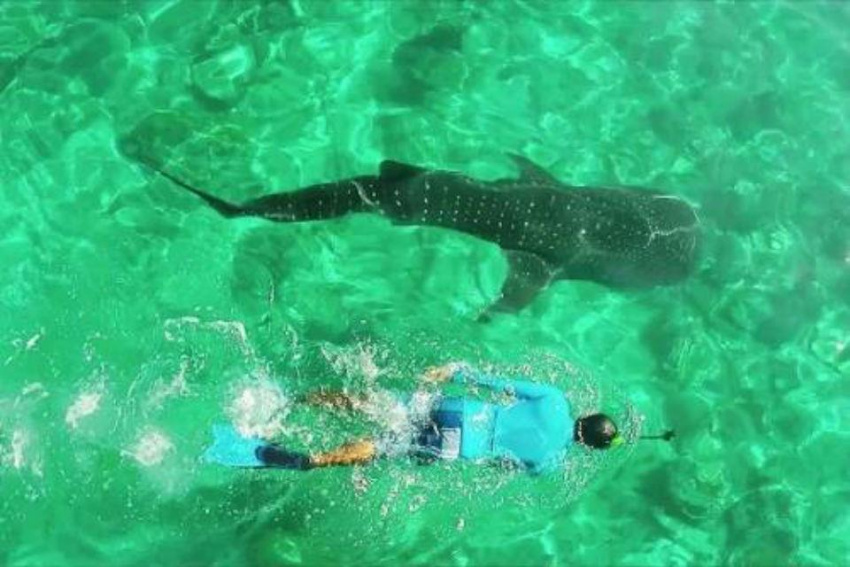 Đến Maldives để trải nghiệm vui đùa cùng cá mập đầy thú vị