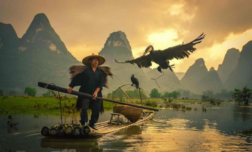Độc đáo nghề bắt cá bằng chim cốc ở Quế Lâm, Trung Quốc
