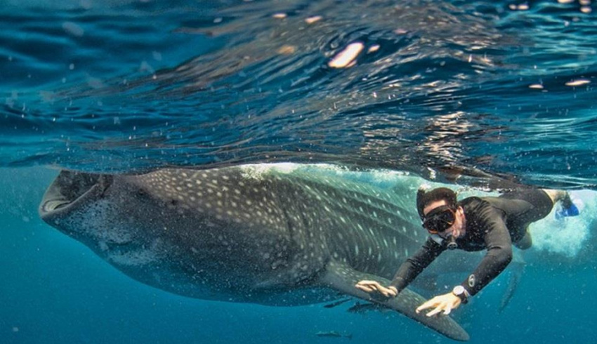Thích thú lặn biển ngắm cá mập voi ở Philippines