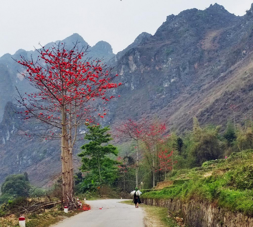 Mùa hoa gạo đỏ rực lưng đồi Hà Giang