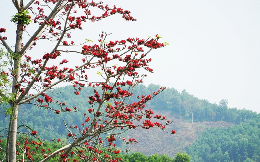 Mùa hoa gạo đỏ rực lưng đồi Hà Giang
