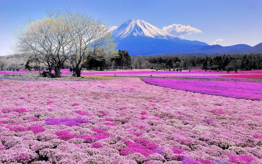 Say đắm sắc hoa hè Nhật Bản