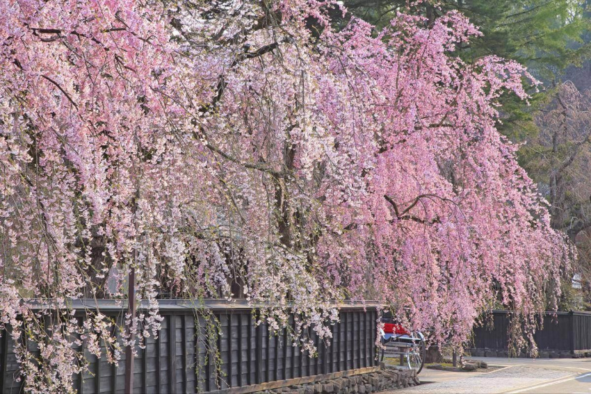 Du lịch Nhật Bản, du thuyền thưởng ngoạn mùa hoa anh đào