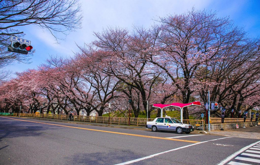 Du lịch Nhật Bản từ Vinh ngắm hoa anh đào nở rộ
