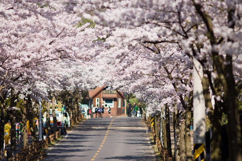 Jeju, bức thư tình được viết nên bởi sắc hoa anh đào