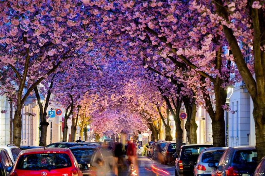 Đại lộ hoa anh đào bung nở kín lối tại Bonn