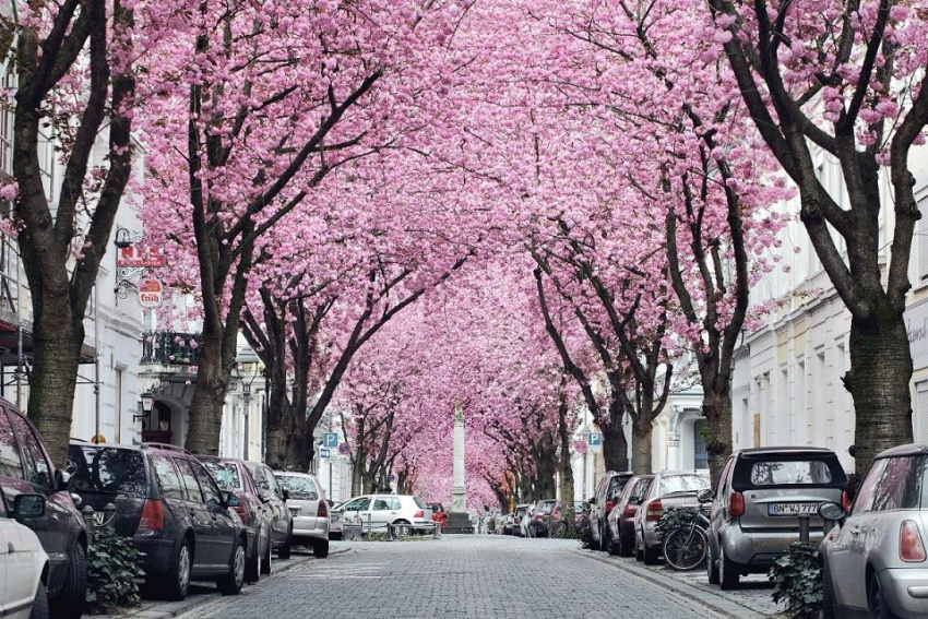 Đại lộ hoa anh đào bung nở kín lối tại Bonn