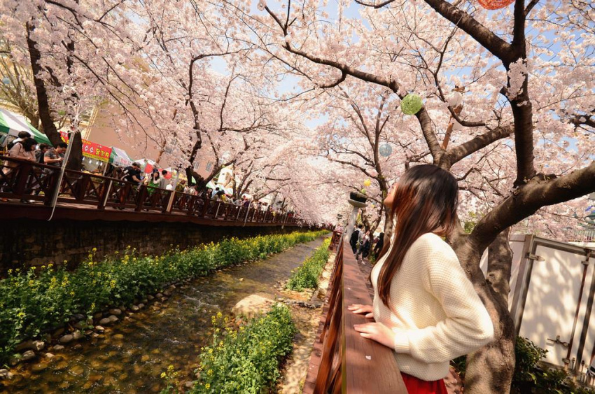Ngất ngây lễ hội hoa anh đào tại Jinhae, Hàn Quốc