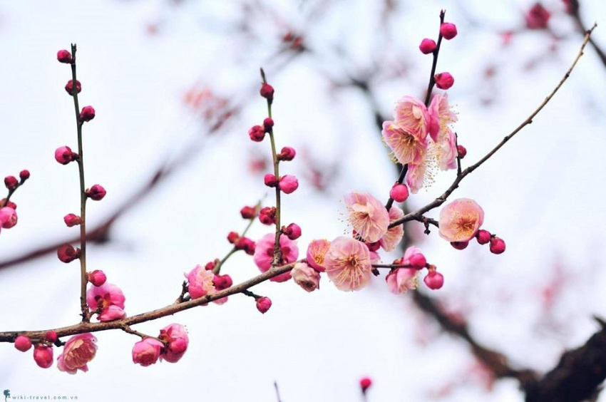 Bâng khuâng mùa hoa mận Nhật Bản