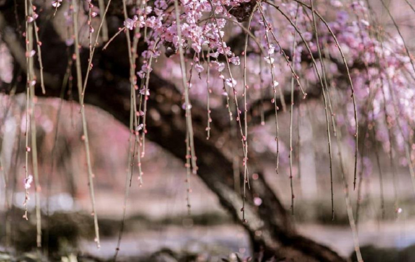 Bâng khuâng mùa hoa mận Nhật Bản