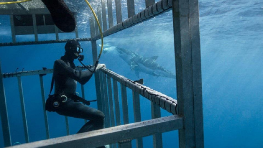 Đến Mexico selfie cùng cá mập trắng khổng lồ