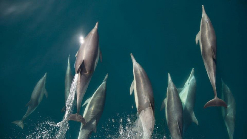 Đến Mexico selfie cùng cá mập trắng khổng lồ