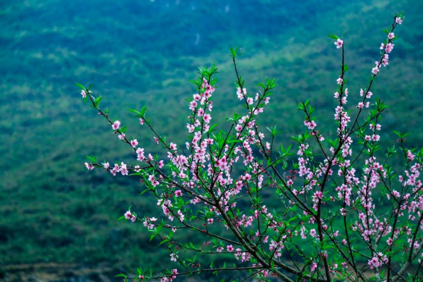 Bốn mùa hoa khoe sắc ở Hà Giang