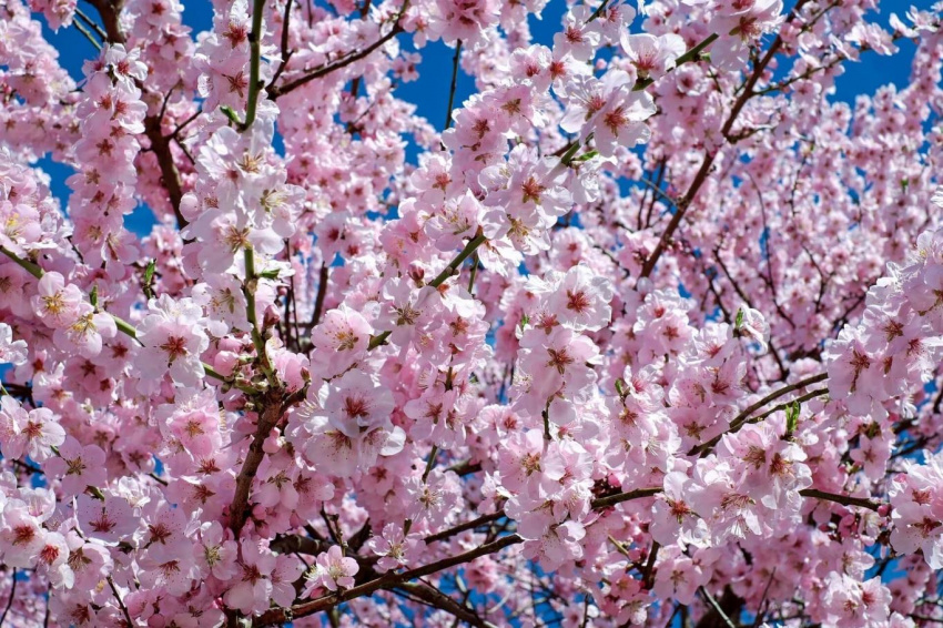 Theo dấu mùa hoa anh đào Nhật Bản