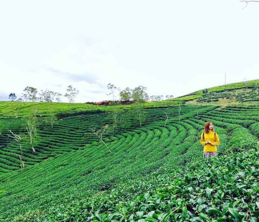 5 nông trại thu hút khách du lịch nhất ở Đà Lạt