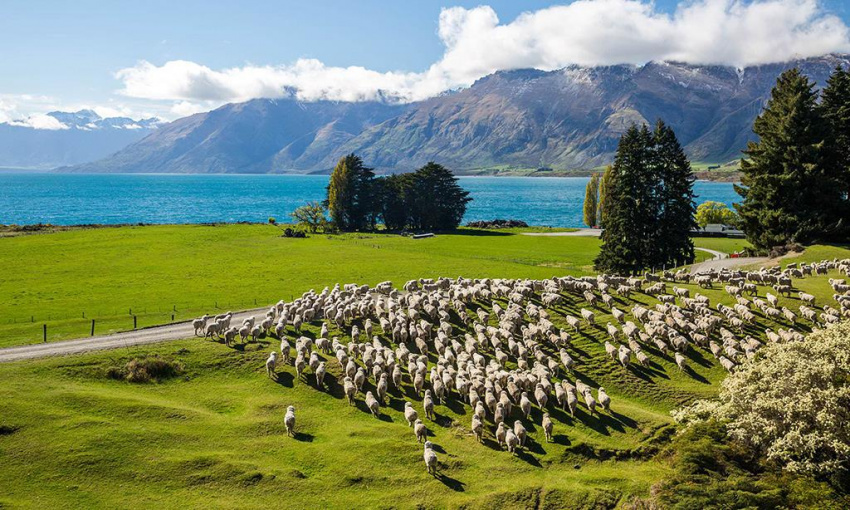 Cẩm nang du lịch New Zealand, Auckland từ A đến Z